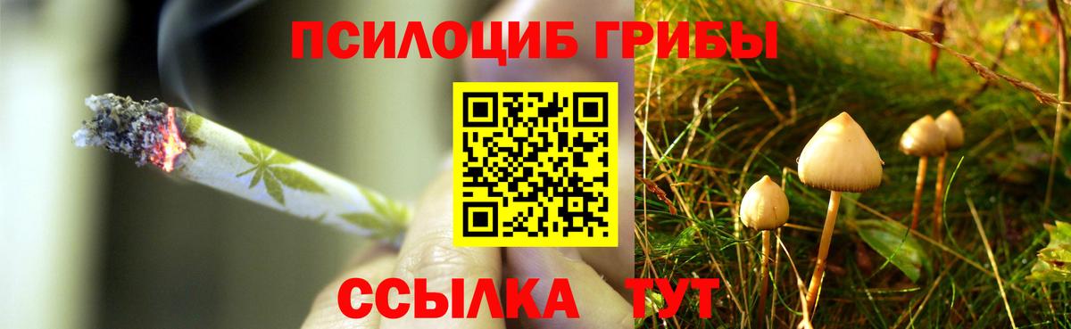 Галлюциногенные грибы Psilocybine cubensis Пушкино